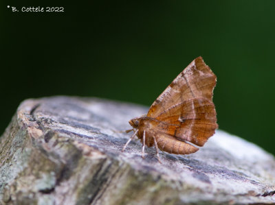 Herculesje - Early thorn - Selenia dentaria