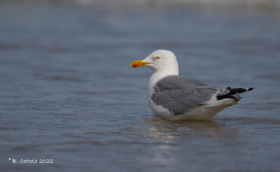 Zilvermeeuw - Herring gull - Larus argentatus