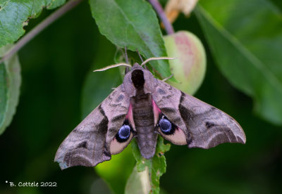 Pauwoogpijlstaart - Eyed hawk-moth - Smerinthus ocellatus