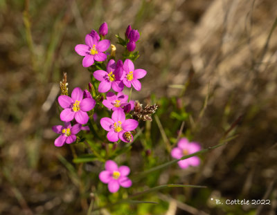 Strandduizendguldenkruid - Seaside centaury - Centaurium littorale