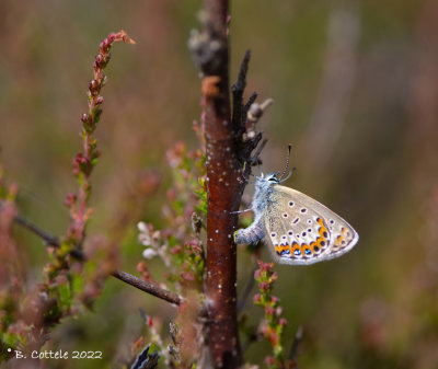 Vals heideblauwtje - Idas blue - Plebejus idas