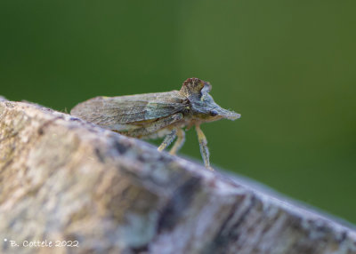 Oorcicade - Eared leafhopper - Ledra aurita