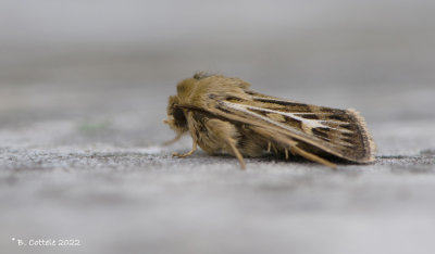 Bonte grasuil - Antier moth - Cerapteryx graminis