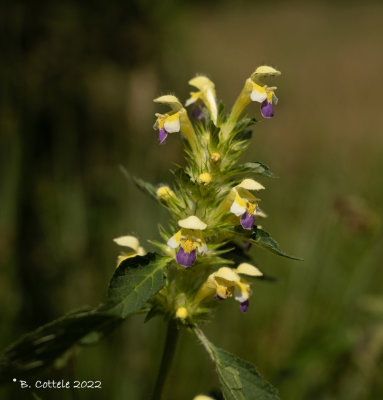 Dauwnetel - Large-flowered hemp-nettle - Galeopsis speciosa