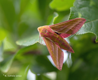 Groot avondrood - Elephant hawk moth - Deilephila elpenor