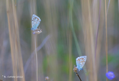 Bleek blauwtje - Chalkhill blue - Lysandra coridon