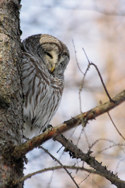 Chouette rayée / Barred Owl