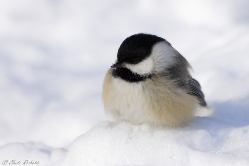 Msange  tte noire / Black-capped Chickadee