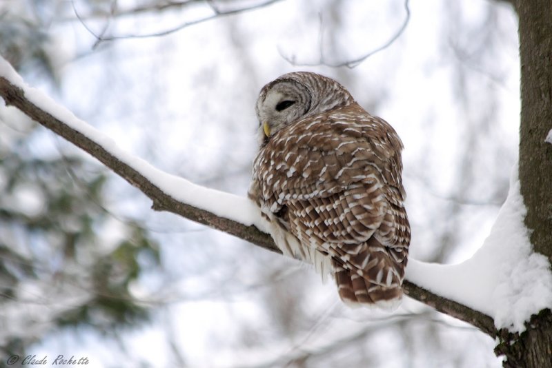 Chouette rayée / Barred Owl