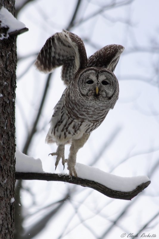 Chouette rayée / Barred Owl