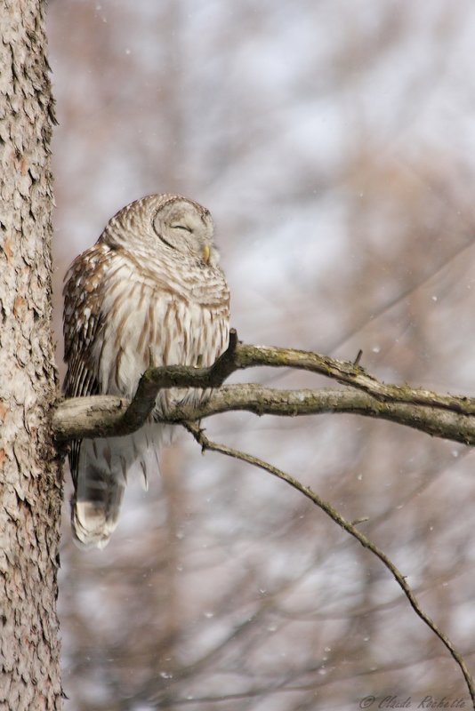 Chouette rayée / Barred Owl