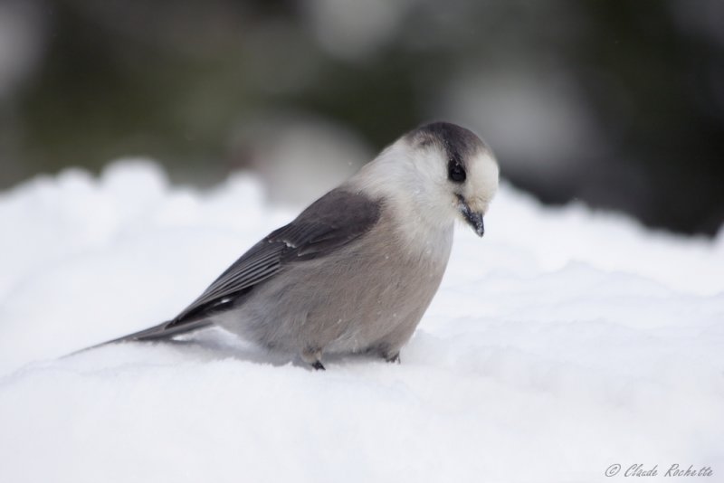 Msangeai du Canada / Gray Jay