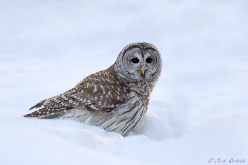 Chouette rayée / Barred Owl