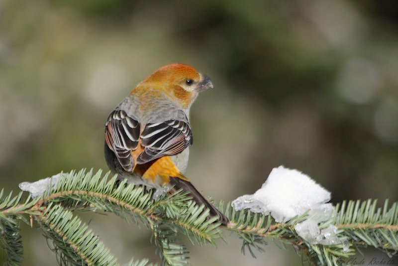 Durbec des sapins / Pine Grosbeak