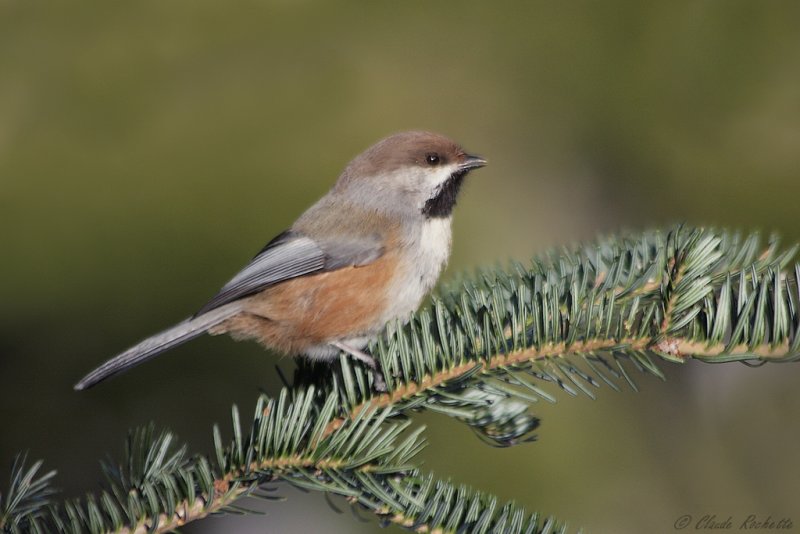 Msange  tte brune / Boreal Chickadee