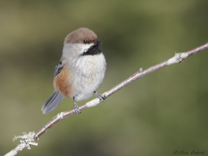 Msange  tte brune / Boreal Chickadee