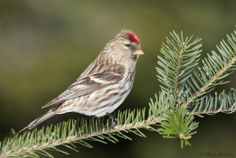 Sizerin flamm / Common Redpoll