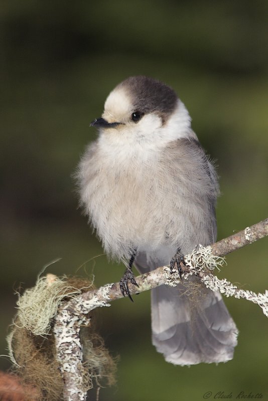 Msangeai du Canada / Gray Jay