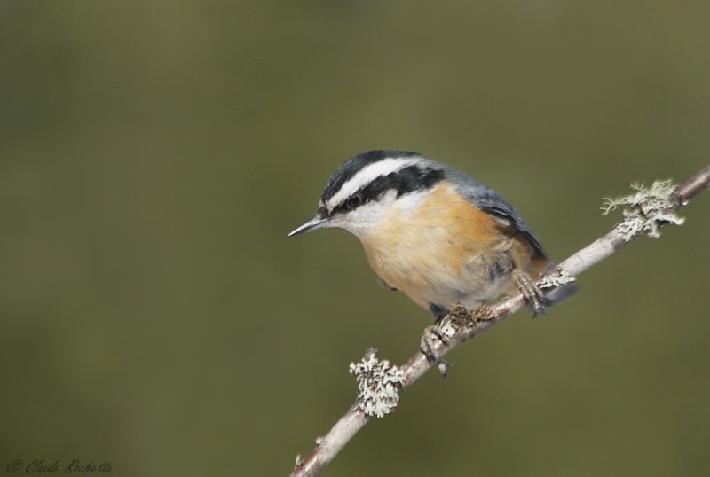 Sittelle à poitrine rousse / Red-breasted Nuthatch