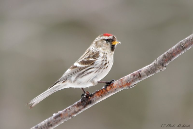 Sizerin flamm / Common Redpoll