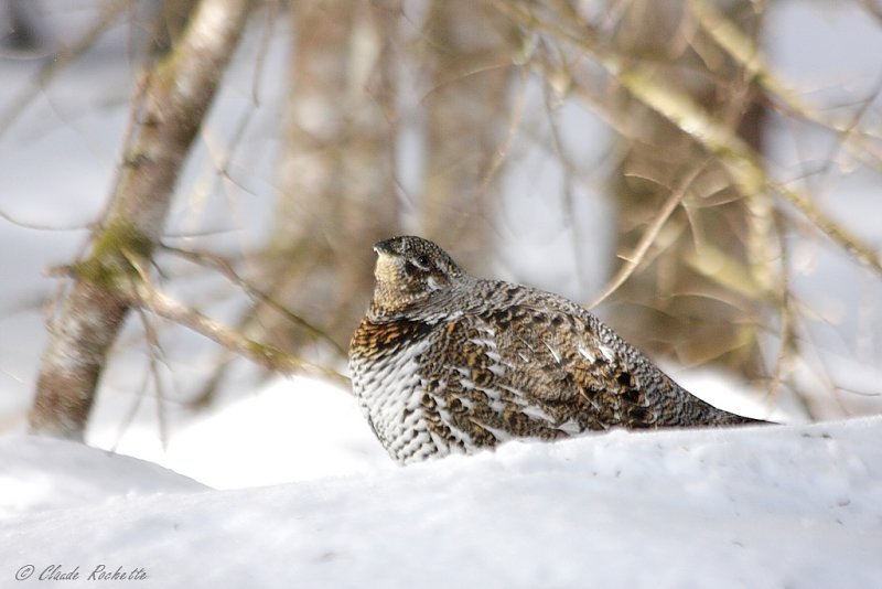 Tétras du Canada / Spruce Grouse