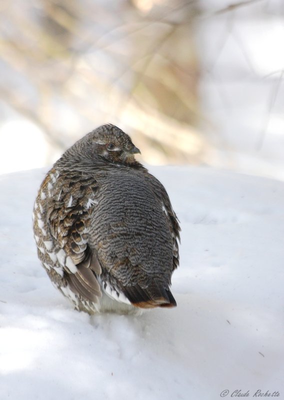 Tétras du Canada / Spruce Grouse