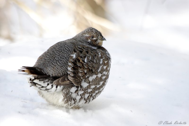 Tétras du Canada / Spruce Grouse