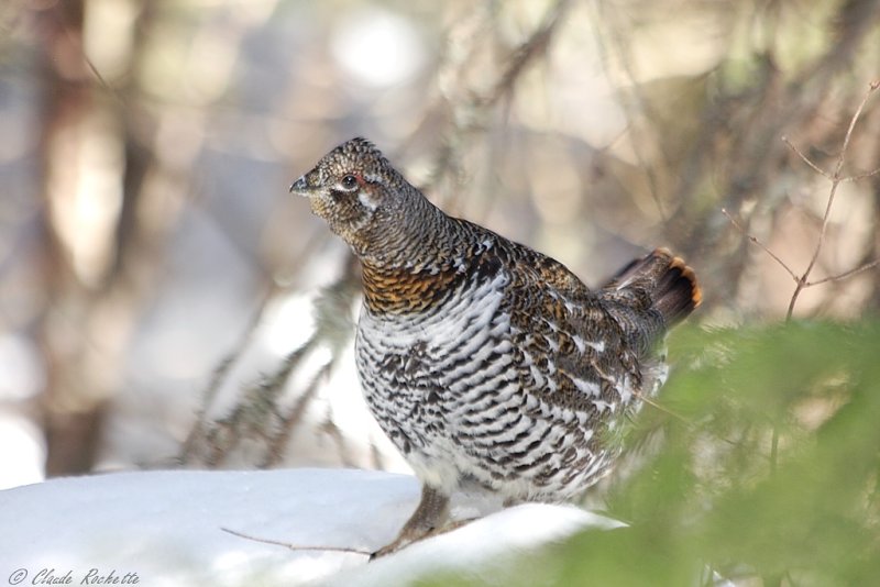 Tétras du Canada / Spruce Grouse