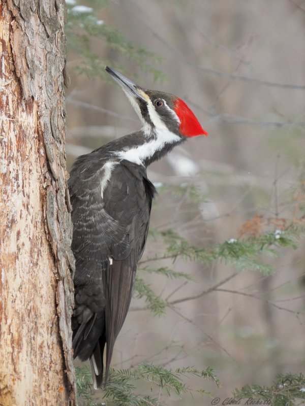 Grand Pic / Pileated Woodpecker