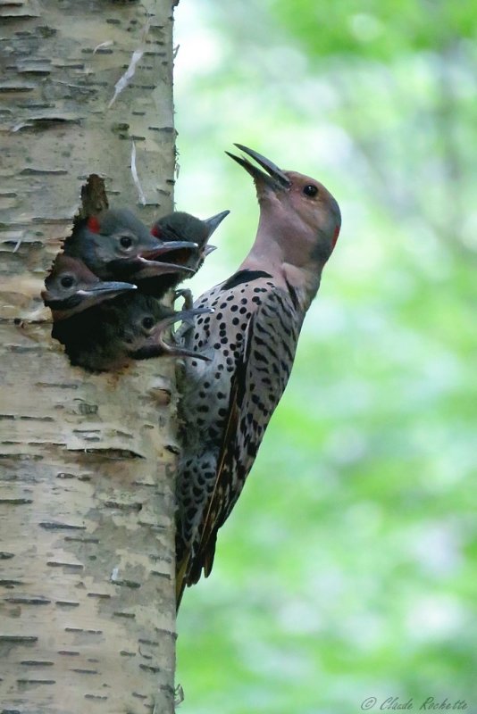 Pic flamboyant / Northern Flicker