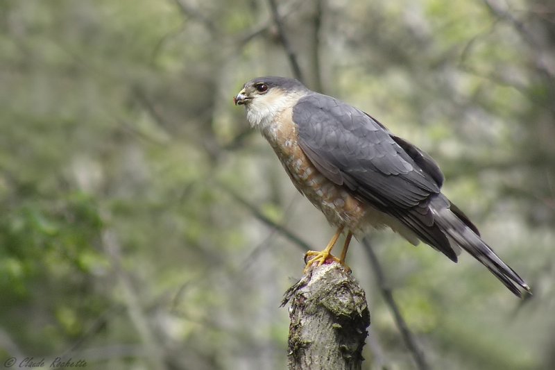 Épervier Brun / Sharp-shinned Hawk