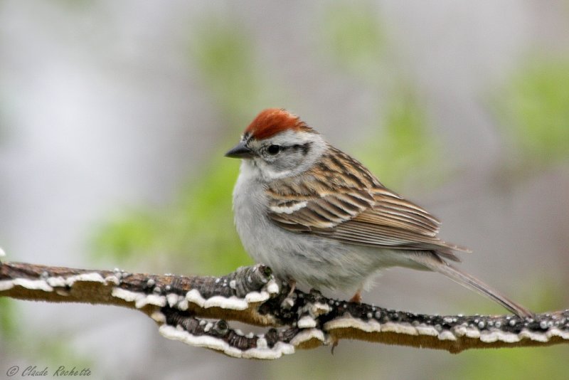 Bruant familier / Chipping Sparrow