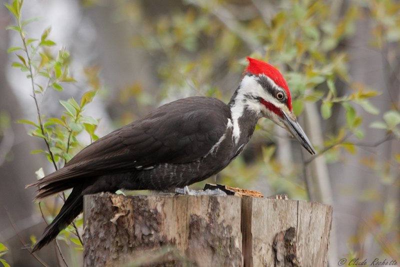 Grand Pic / Pileated Woodpecker