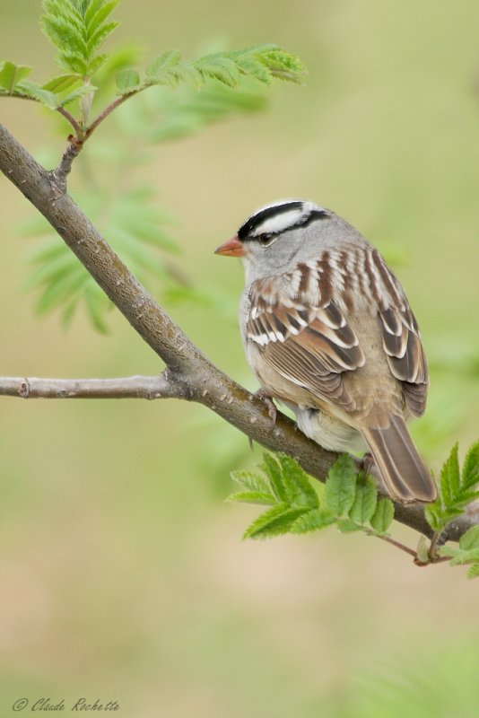 Bruant  couronne blanche / White-crowned Sparrow