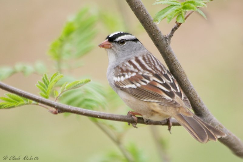 Bruant  couronne blanche / White-crowned Sparrow