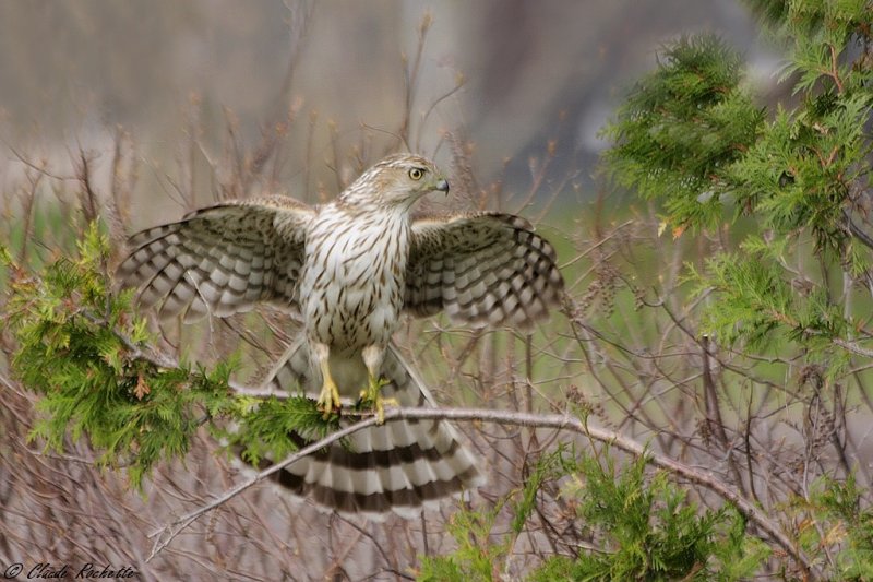 Épervier de Cooper / Cooper's Hawk