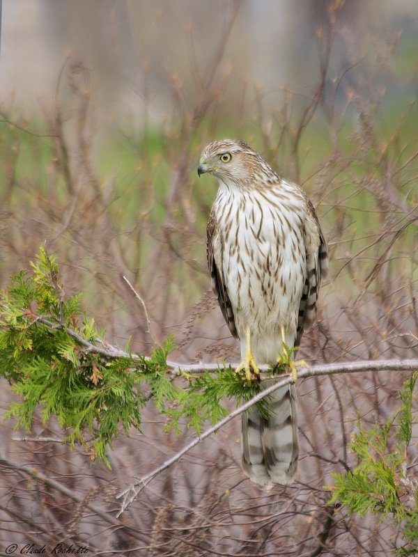 Épervier de Cooper / Cooper's Hawk