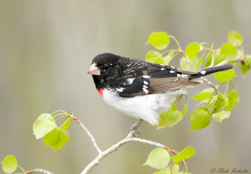 Cardinal  poitrine rose / Rose-breasted Grosbeak