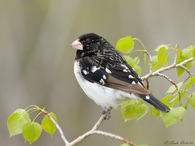 Cardinal  poitrine rose / Rose-breasted Grosbeak