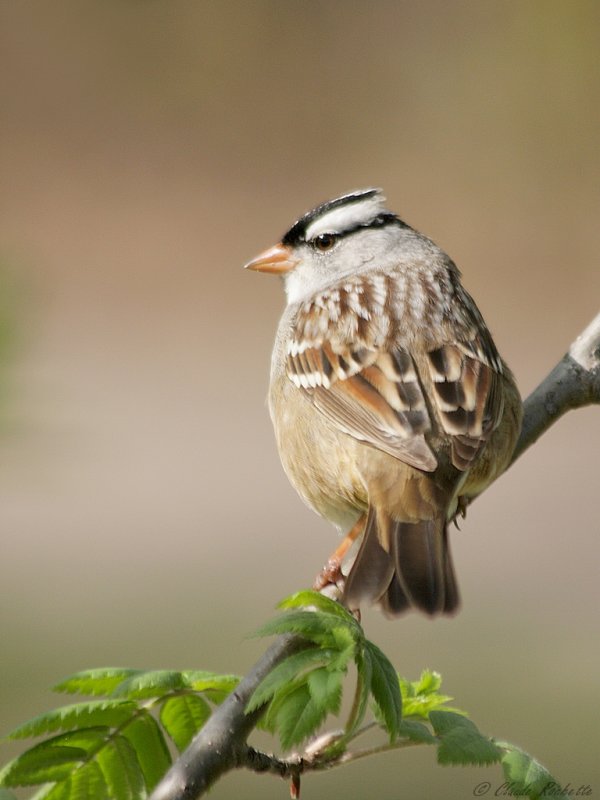 Bruant  couronne blanche / White-crowned Sparrow
