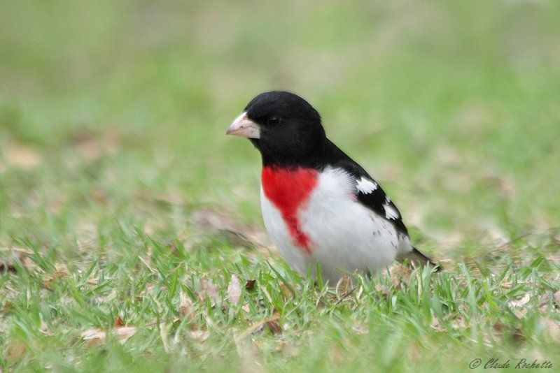 Cardinal  poitrine rose / Rose-breasted Grosbeak