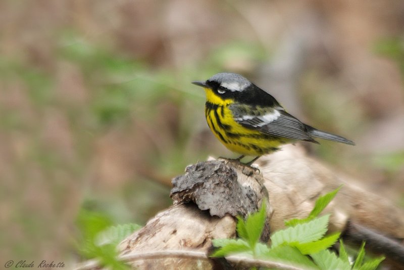 Paruline  tte cendre / Magnolia Warbler