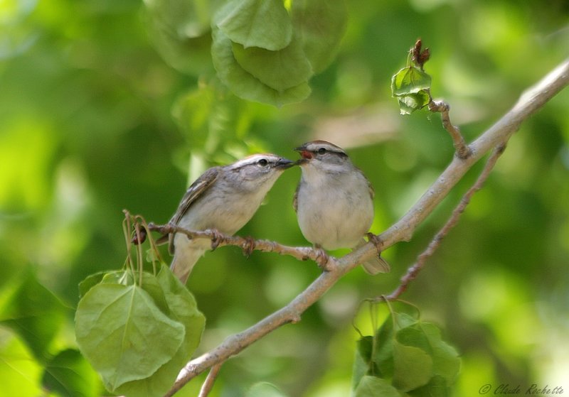 Bruant familier / Chipping Sparrow