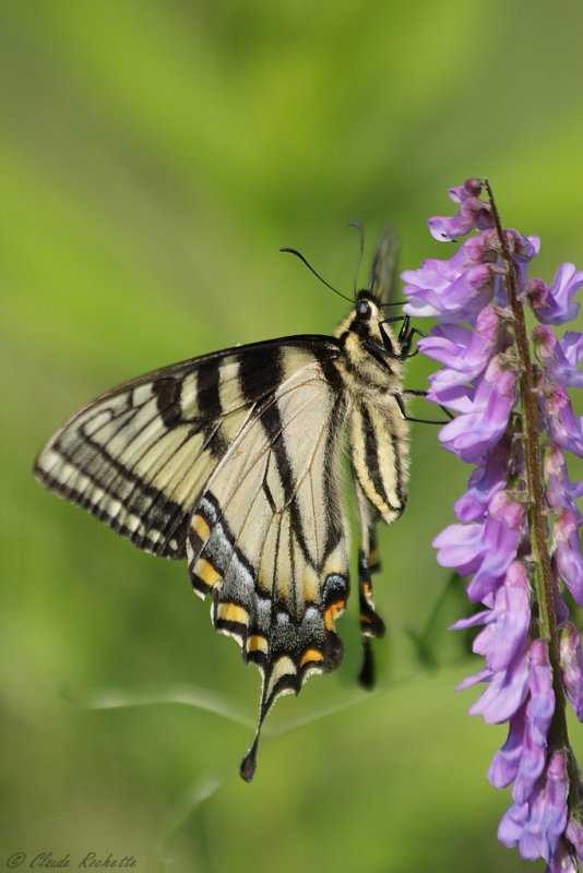 Papillon tigré du Canada / Canadian Tiger Swallowtail