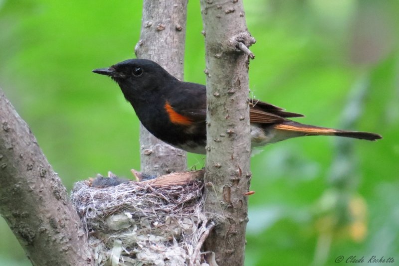 Paruline flamboyante / American Redstart