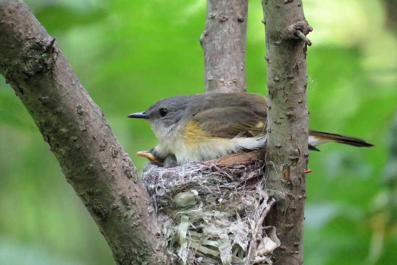 Paruline flamboyante / American Redstart