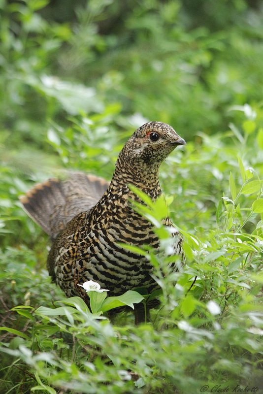 Tétras du Canada / Spruce Grouse