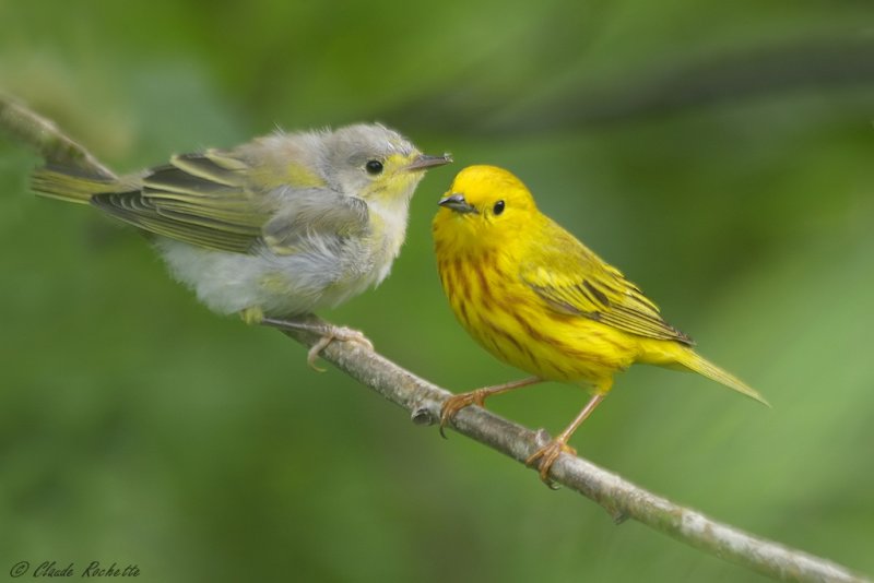 Paruline jaune / Yellow Warbler