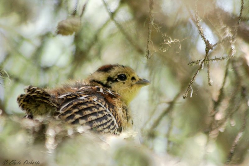Tétras du Canada / Spruce Grouse