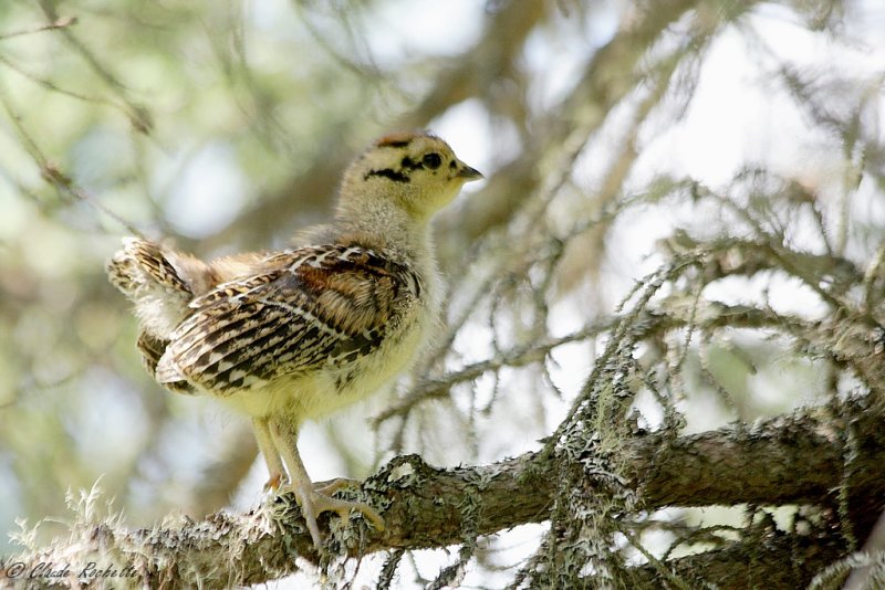 Tétras du Canada / Spruce Grouse